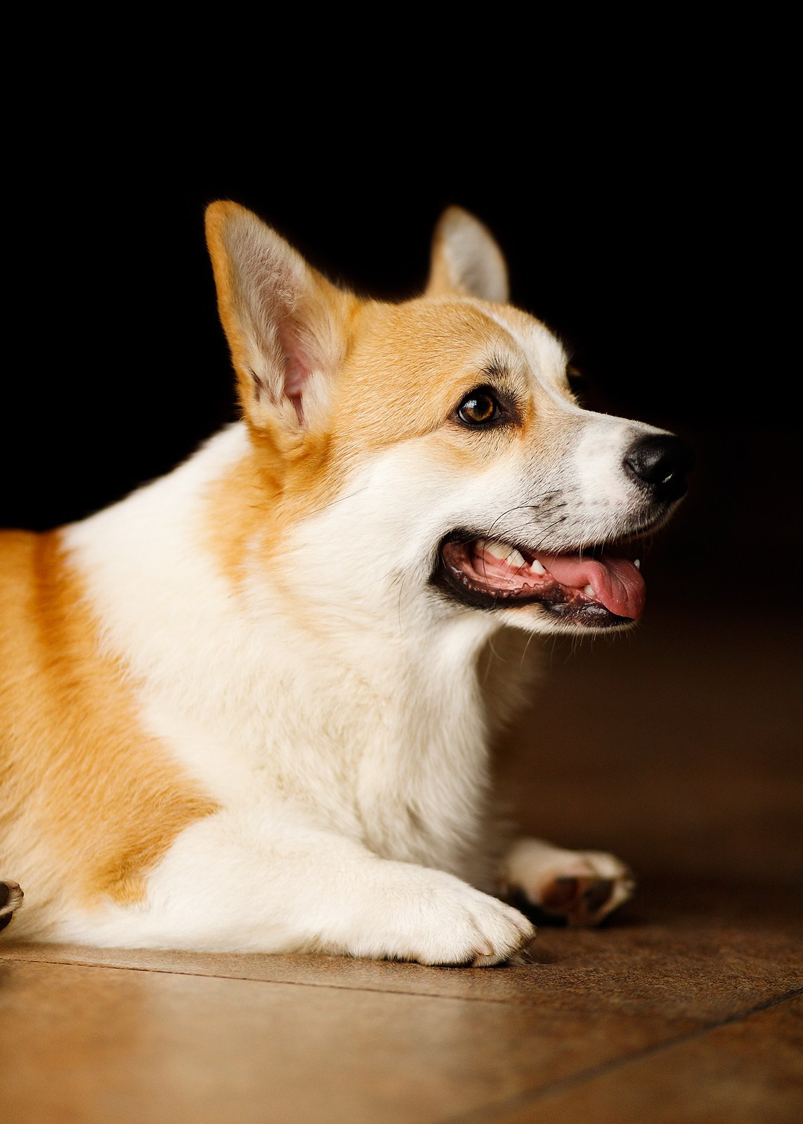 Corgis in studio, Moscow. Kaja | fotograf psów we Wrocławiu