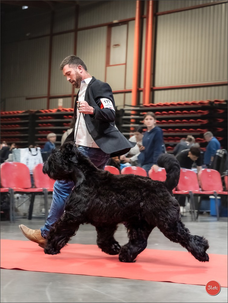 Expo canine 🇫🇷 Martigues  19-20/04/2025. Photographe à Strasbourg | Portraits, Studio, Enfants, Événements