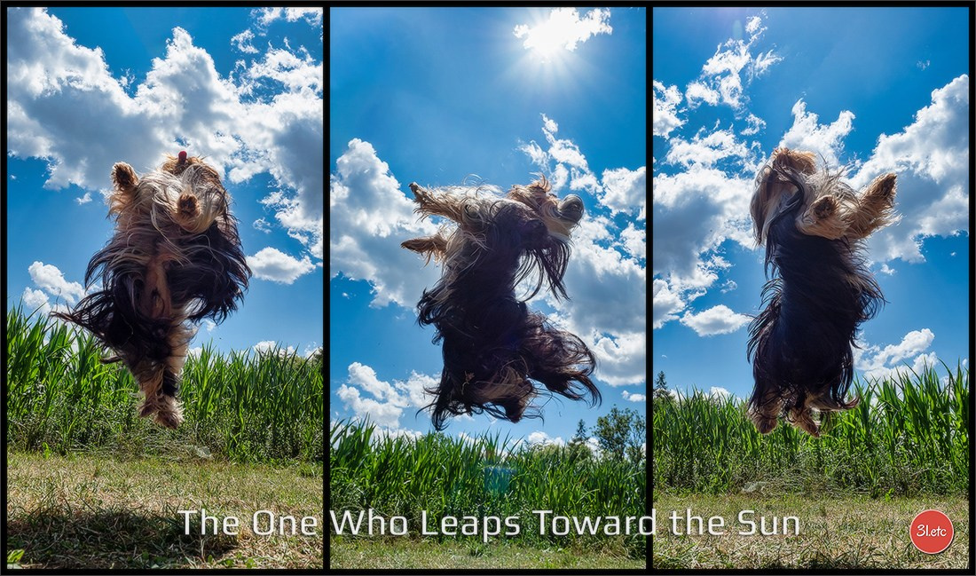 Dog Show Hallbergmoos  🇩🇪  11-13/07/2025. Photographe à Strasbourg | Portraits, Studio, Enfants, Événements