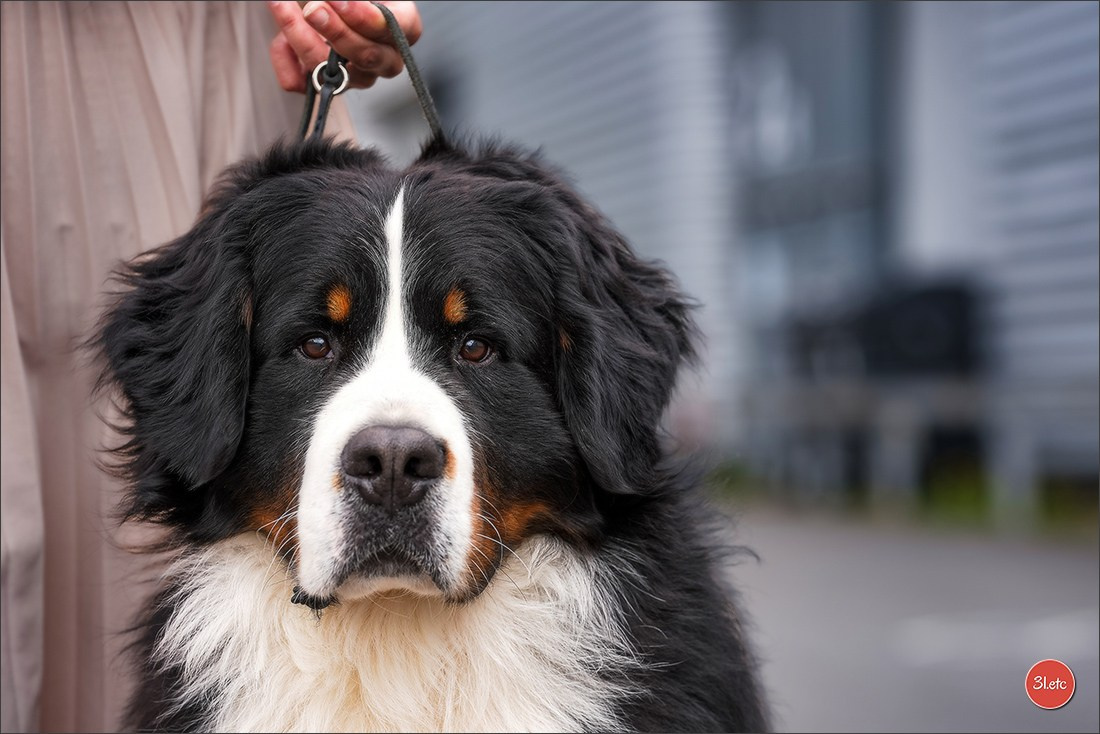 🇱🇺 LUXEMBOURG 🇱🇺 International Dog Show 4-5/04/2026. Photographe à Strasbourg | Portraits, Studio, Enfants, Événements