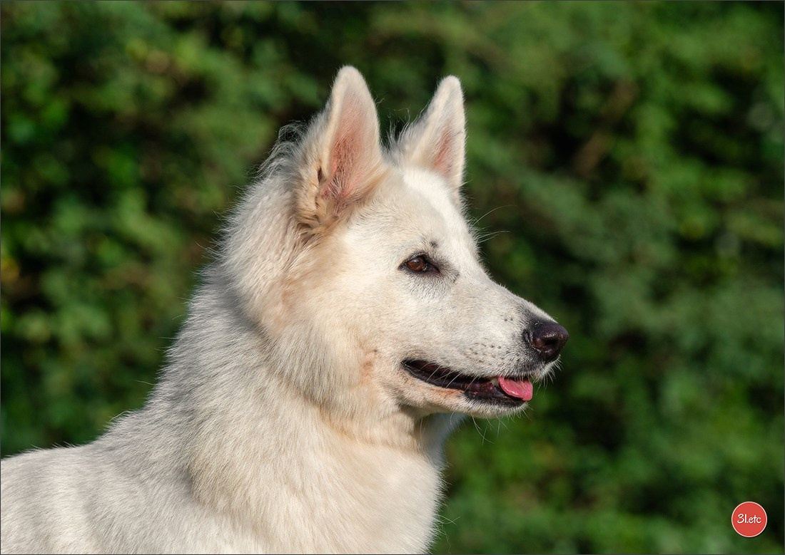 Domaine de la patte blanche. Photographe à Strasbourg | Portraits, Studio, Enfants, Événements
