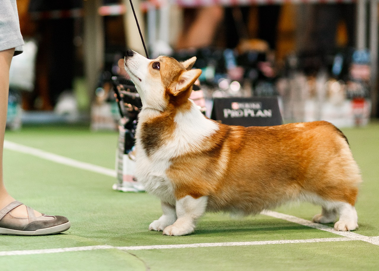 Grodno dog show. Kaja | fotograf we Wrocławiu | ludzie i psy