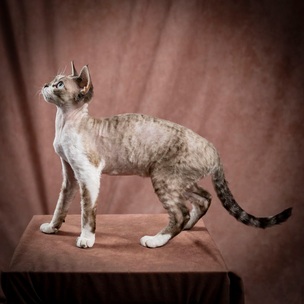Hunti. Devon Rex Pixie Cattery