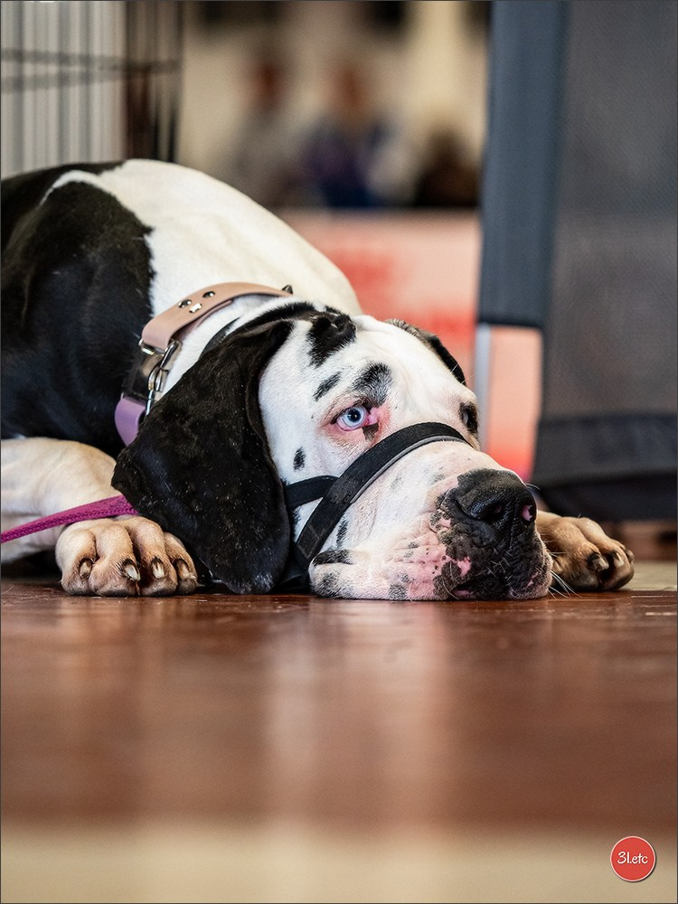Expo canine  🇫🇷  Angers  22-23/03/2025. Photographe à Strasbourg | Portraits, Studio, Enfants, Événements