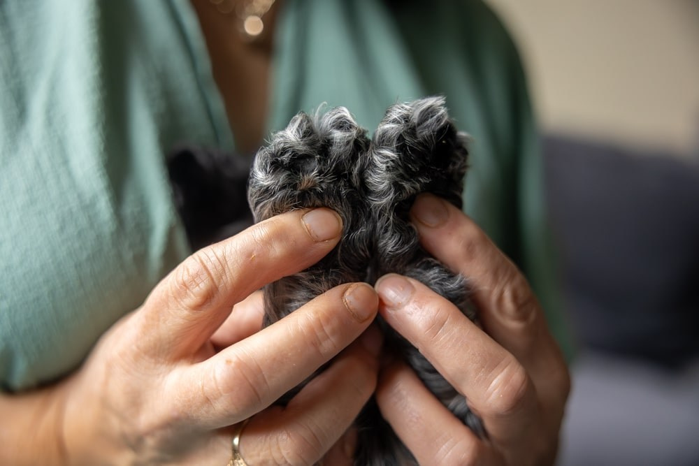 Pet Photography. Romantic & Soulful Photography by Natalia Olhova in Rotterdam