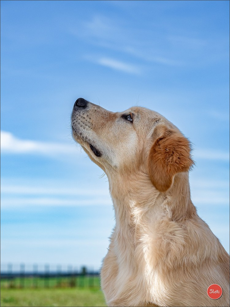 Photographie animalière. Photographe à Strasbourg | Portraits, Studio, Enfants, Événements