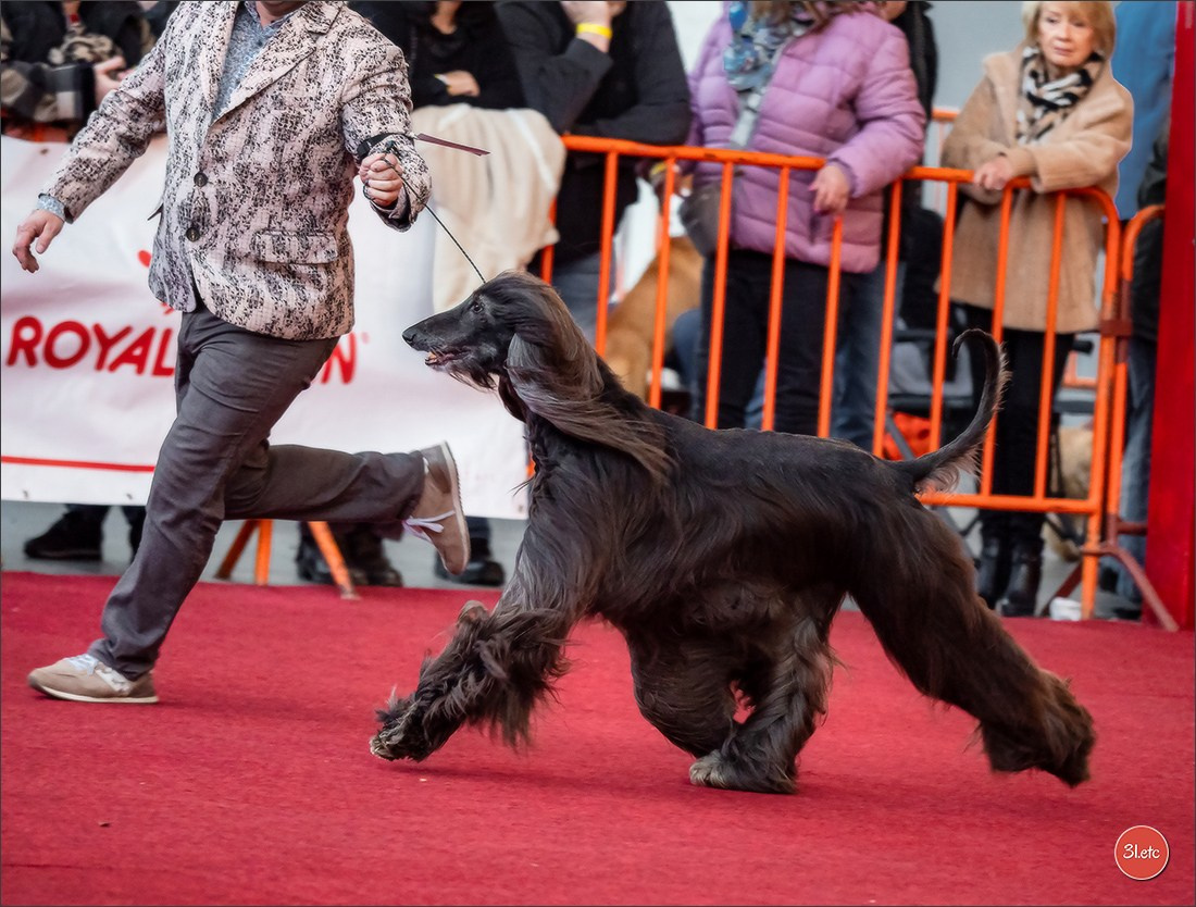 À l'exposition de Mouscron 🇧🇪 #dogshow #dogsphotography #expocanine #photopets #pets #dogs #aminalier #animals #mouscron #mouscron2025. Photographe à Strasbourg | Portraits, Studio, Enfants, Événements