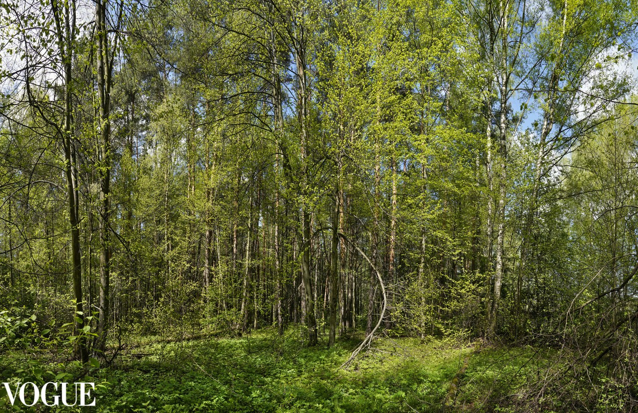 Сказка подмосковного леса. Суть фотографии в стиле изобразительного искусства