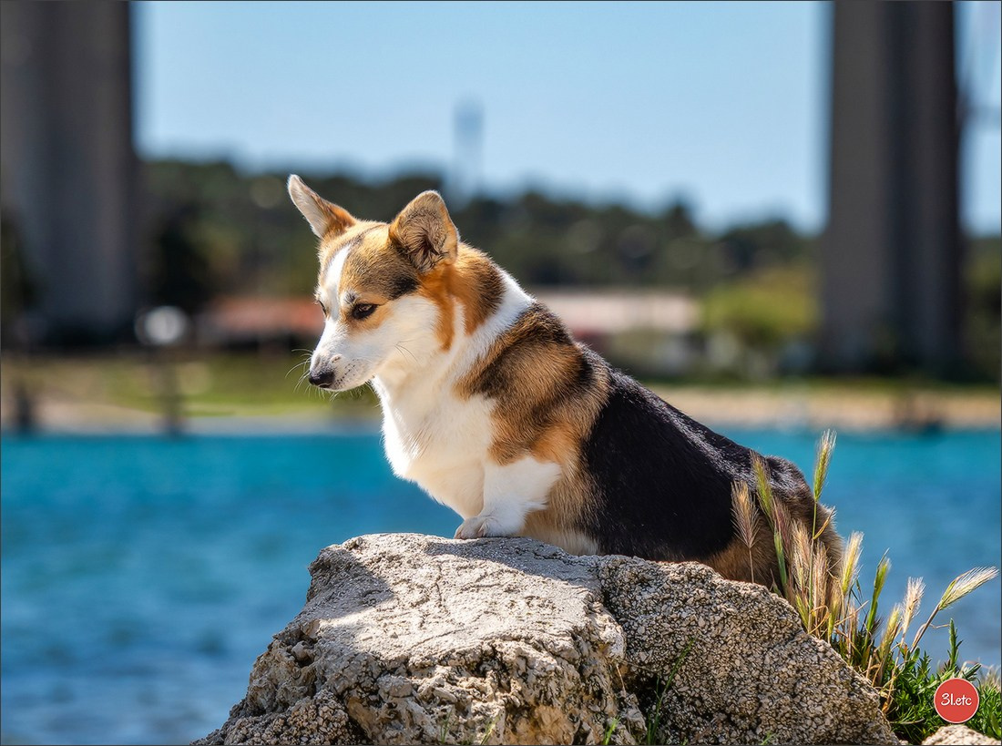 Expo canine 🇫🇷 Martigues  19-20/04/2025. Photographe à Strasbourg | Portraits, Studio, Enfants, Événements
