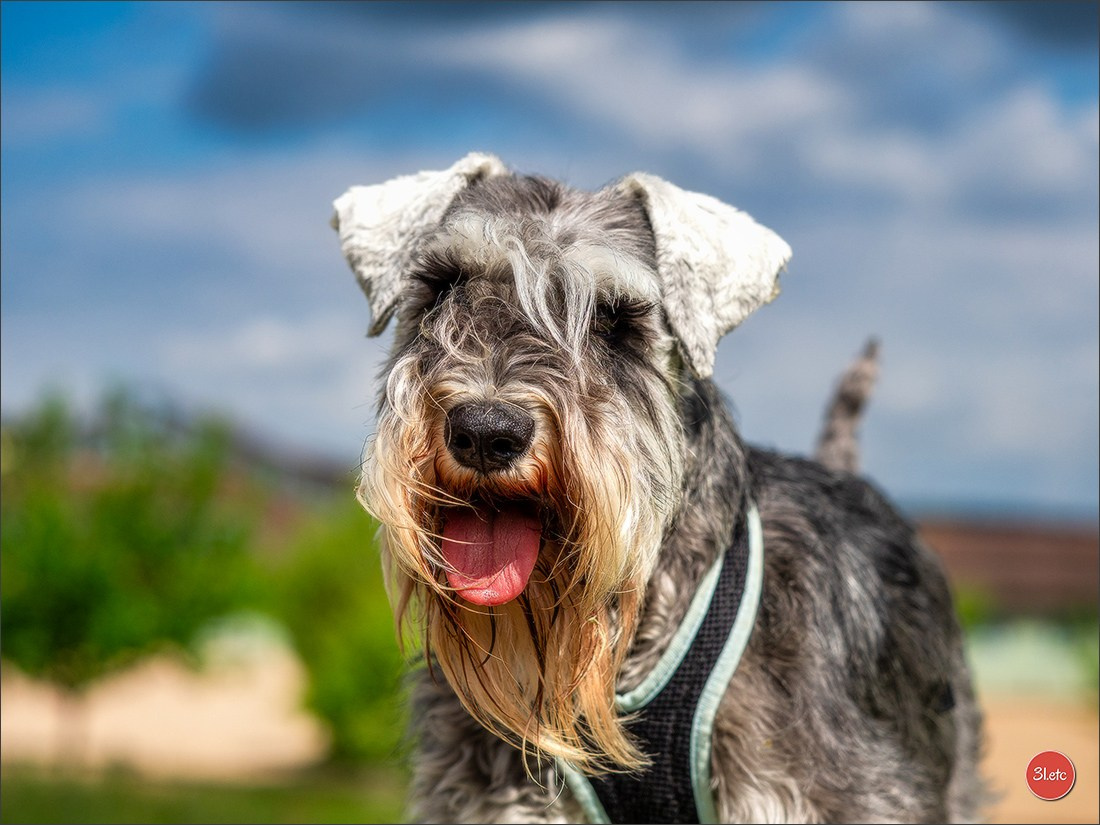 Dog Show Rieden 🇩🇪 16-18/05/2025. Photographe à Strasbourg | Portraits, Studio, Enfants, Événements