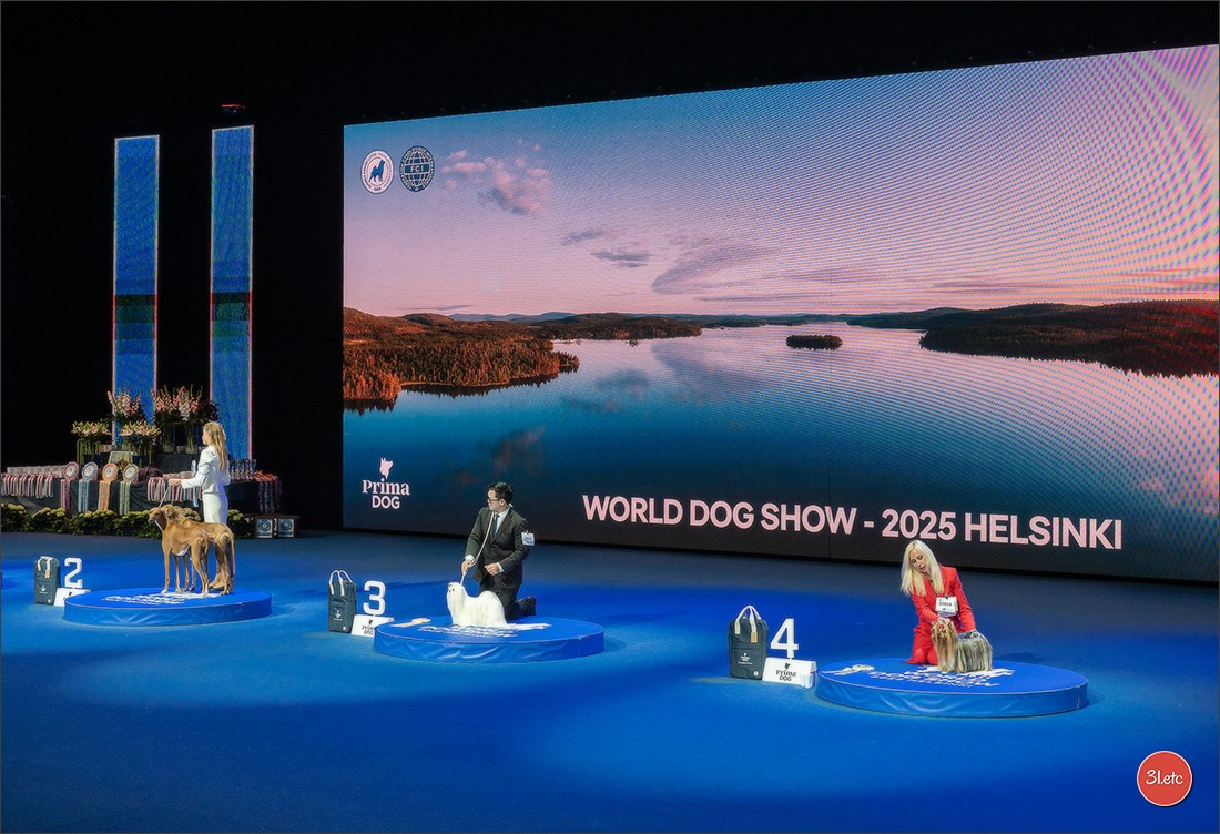 🇫🇮 WDS Helsinki 2025 🇫🇮. Photographe à Strasbourg | Portraits, Studio, Enfants, Événements