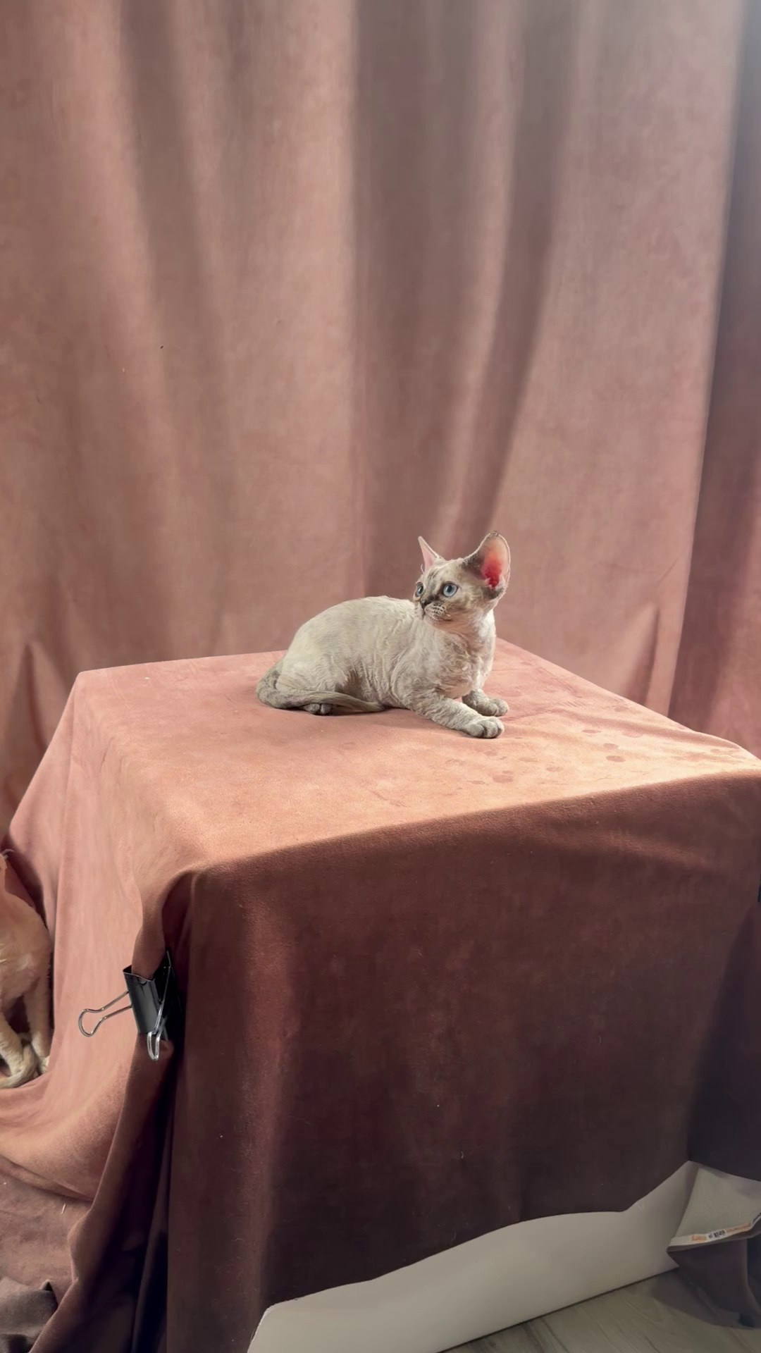 Quella,  girl, born 02.14.26. Devon Rex Pixie Cattery