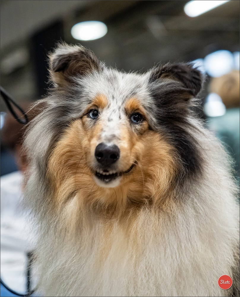 🇱🇺 LUXEMBOURG 🇱🇺 International Dog Show 🇱🇺 30/08 - 31/08/2025. Photographe à Strasbourg | Portraits, Studio, Enfants, Événements