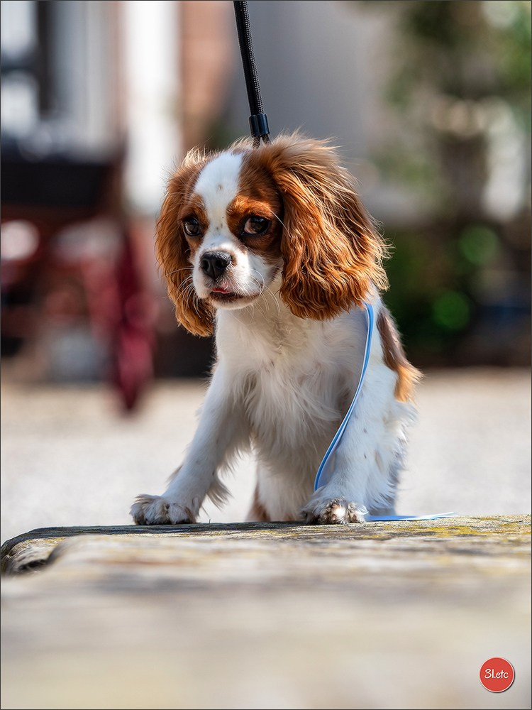 Expo canine Strasbourg  🇫🇷  23-24/08/2025. Photographe à Strasbourg | Portraits, Studio, Enfants, Événements