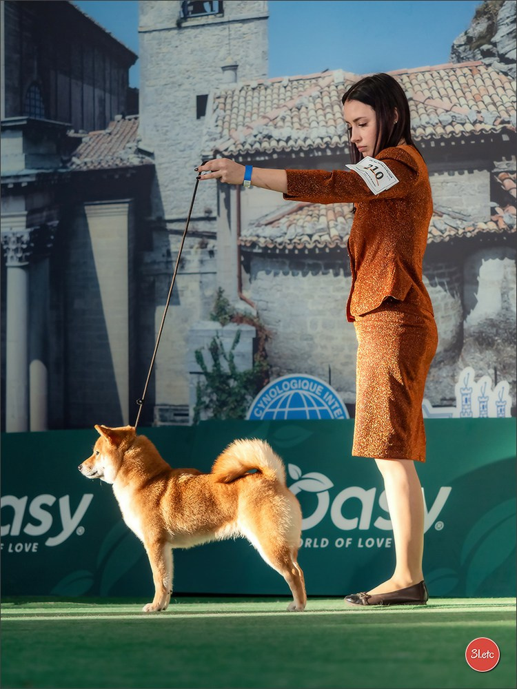 Dog Show  🇮🇹  San Marino. Photographe à Strasbourg | Portraits, Studio, Enfants, Événements