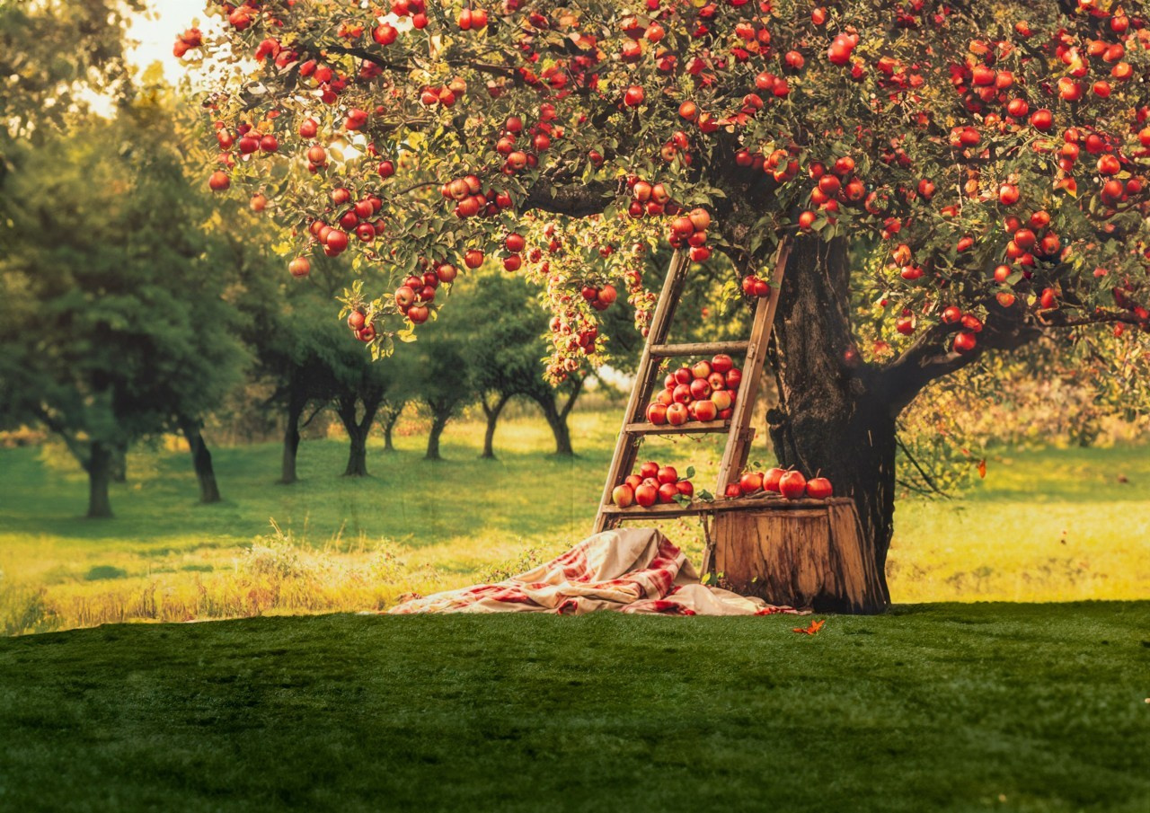 Recenzii. Albume de absolvire: gradinita, gimnaziu, liceu. Venete in Moldova