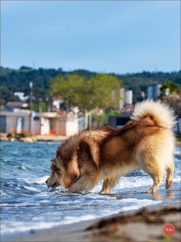 Expo canine 🇫🇷 Martigues  19-20/04/2025. Photographe à Strasbourg | Portraits, Studio, Enfants, Événements