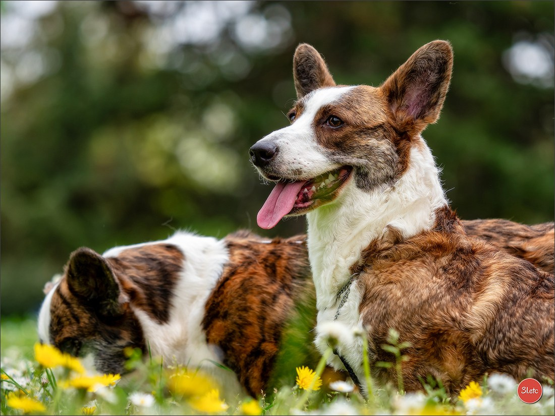 Photographie animalière. Photographe à Strasbourg | Portraits, Studio, Enfants, Événements