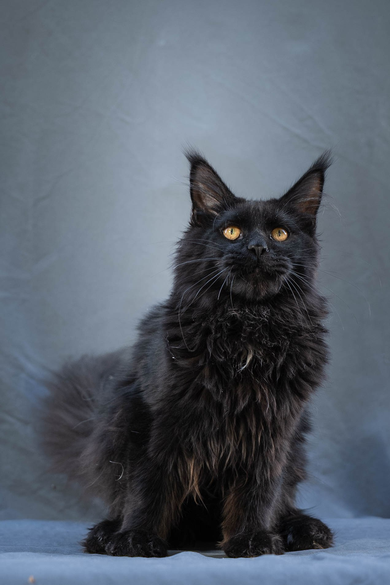 Senator Quora. Senator Cat — Maine Coon cattery