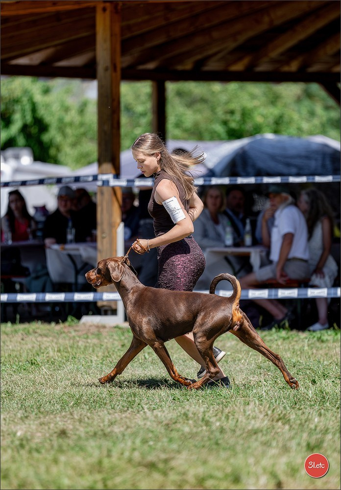 Dog Show - Hallbergmoos 🇩🇪 11-12/07/2026