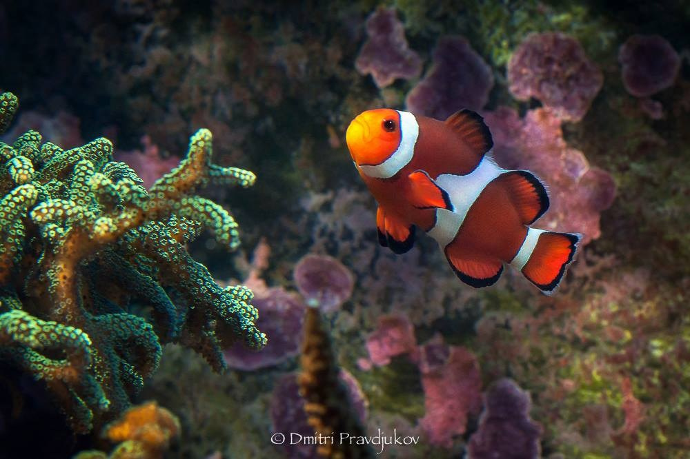 LEMMIKLOOMADE PILDISTAMINE