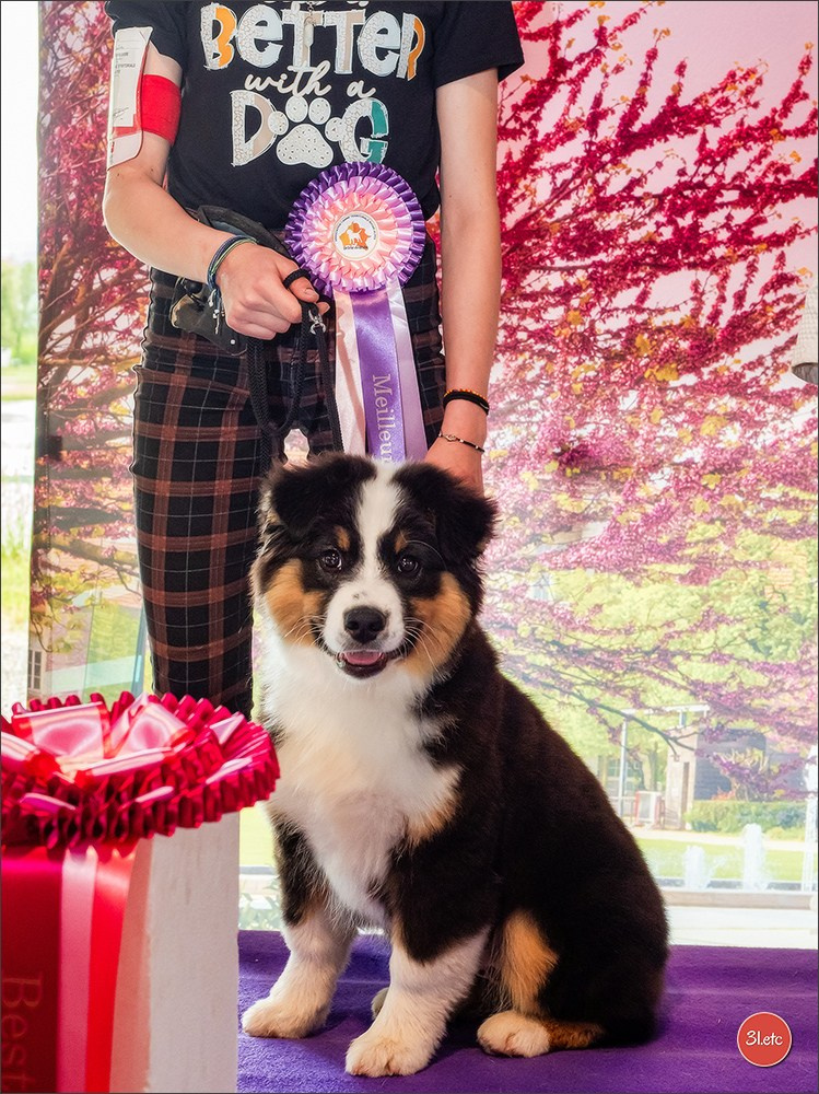 Expo canine 🇫🇷 Valence 03-04/05/2025. Photographe à Strasbourg | Portraits, Studio, Enfants, Événements