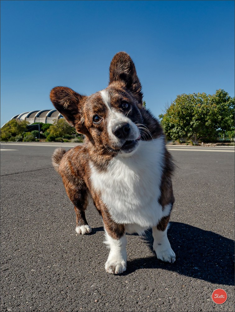 Expo canine 🇫🇷 Beziers 11-12/10/2025. Photographe à Strasbourg | Portraits, Studio, Enfants, Événements