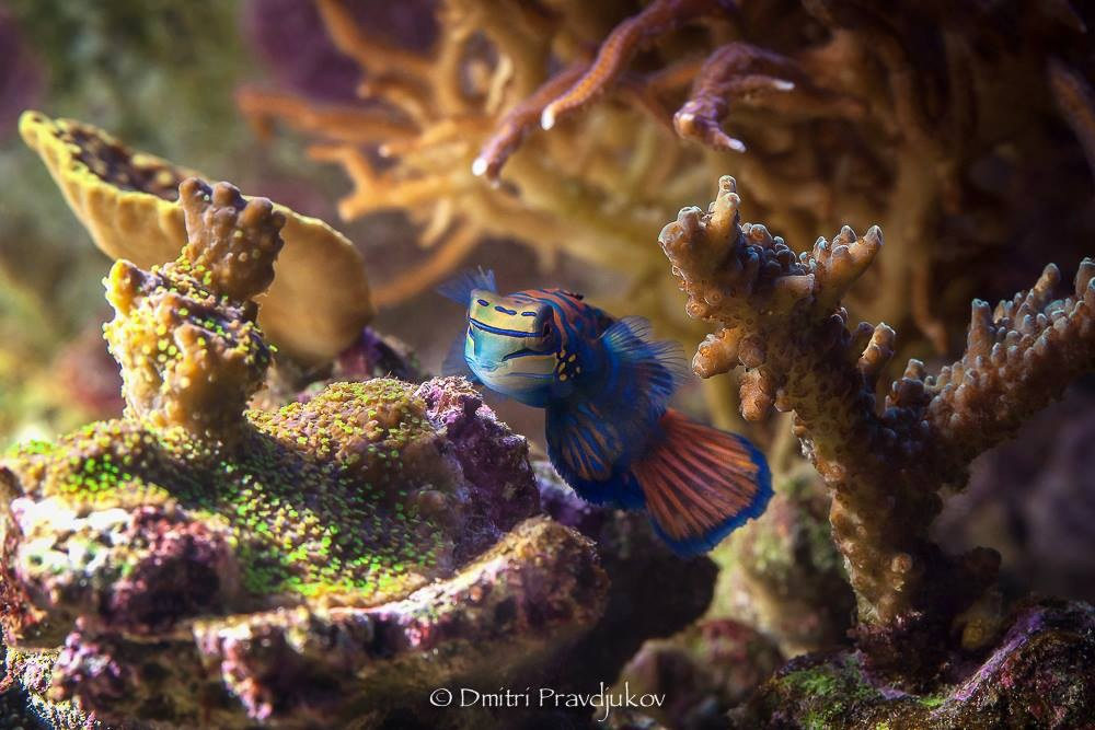 LEMMIKLOOMADE PILDISTAMINE