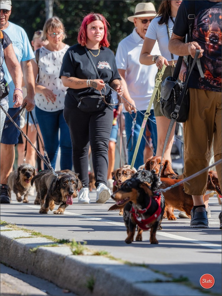 Teckels Parade Strasbourgeoise  Vous pouvez voir le galerie de photos. Photographe à Strasbourg | Portraits, Studio, Enfants, Événements