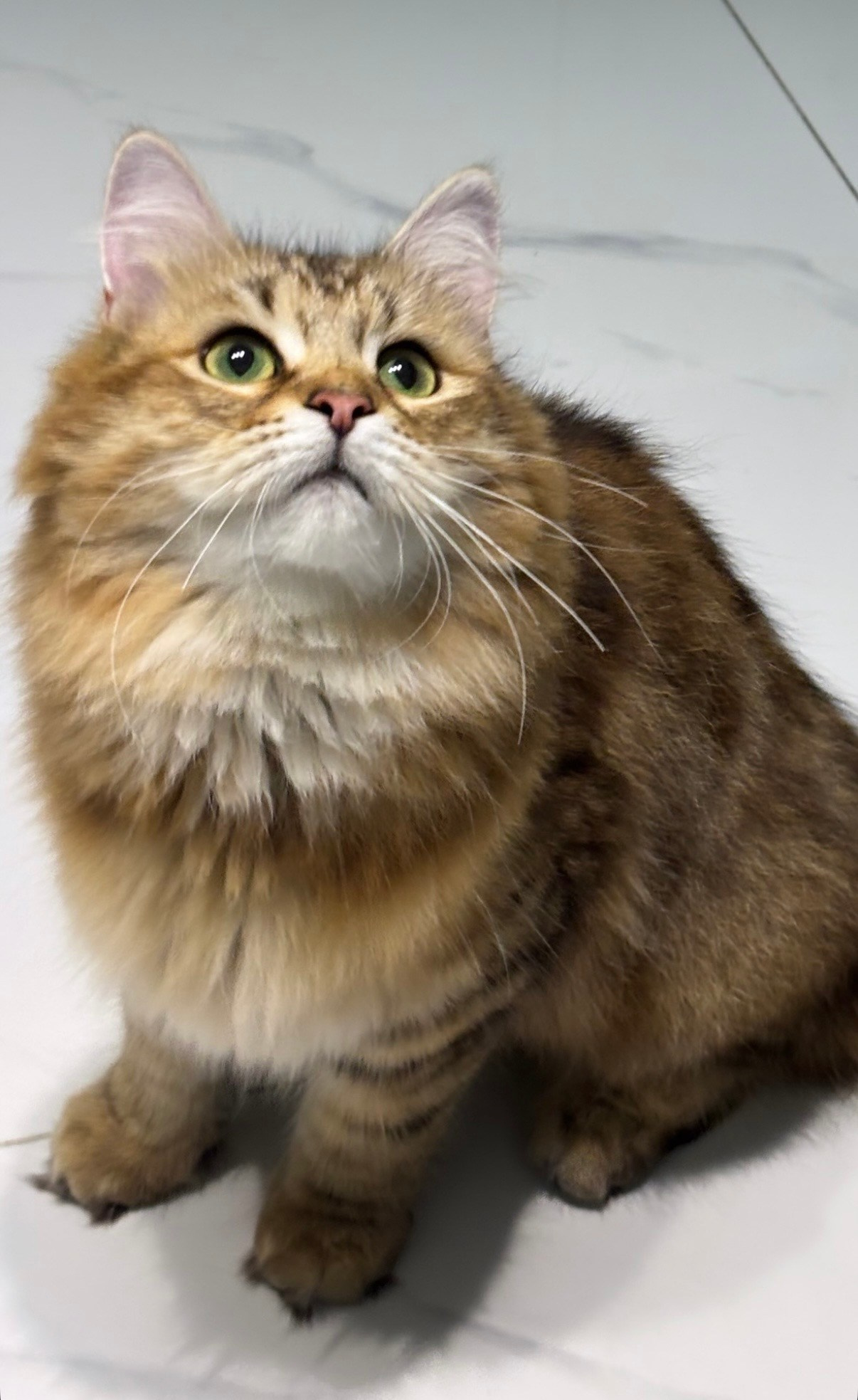 LEMON GREEN SIBERIANS CADY