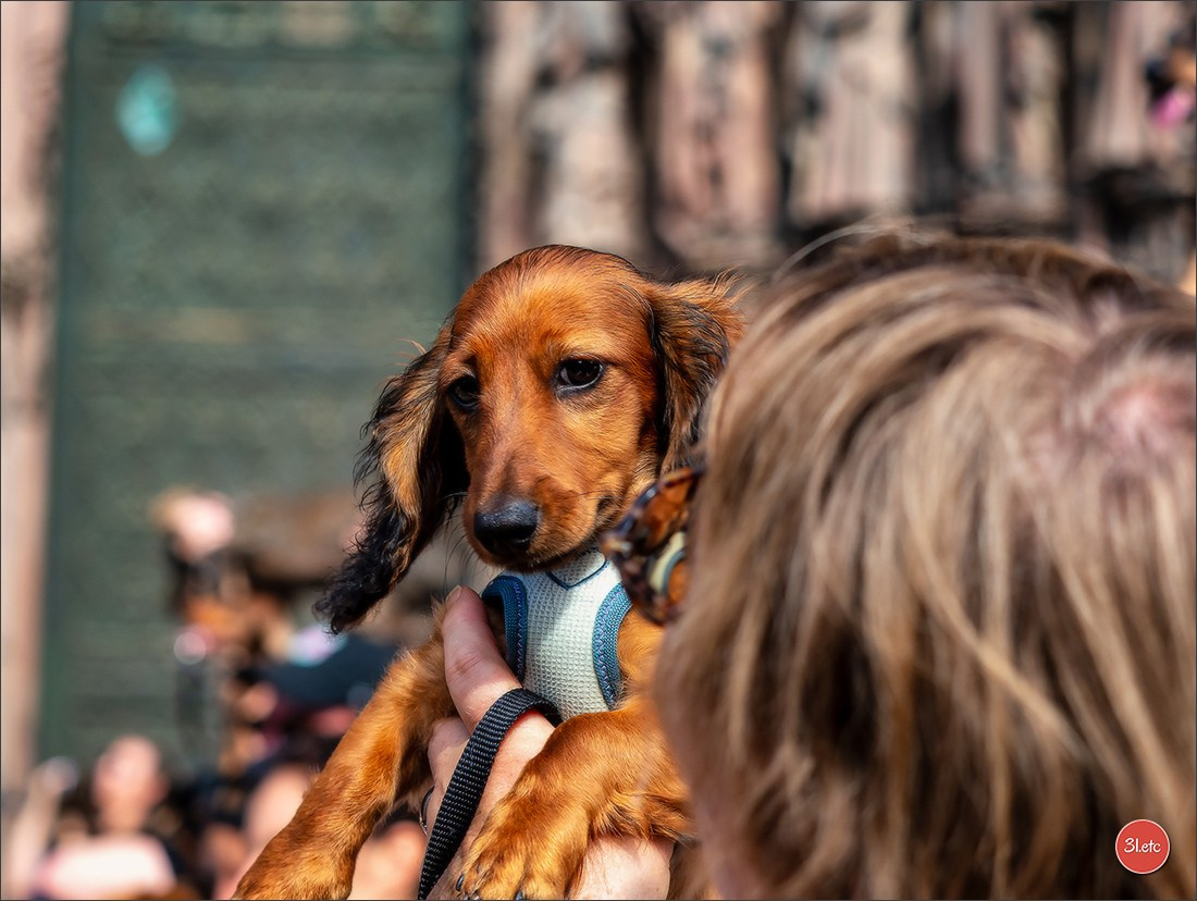 Teckels Parade Strasbourgeoise  Vous pouvez voir le galerie de photos. Photographe à Strasbourg | Portraits, Studio, Enfants, Événements