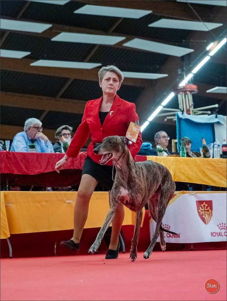 🇫🇷Exposition Canine Internationale de Perpignan. Photographe à Strasbourg | Portraits, Studio, Enfants, Événements