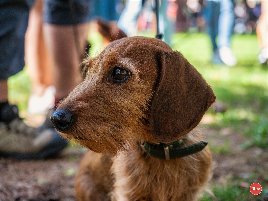Teckels Parade Strasbourgeoise  Vous pouvez voir le galerie de photos. Photographe à Strasbourg | Portraits, Studio, Enfants, Événements