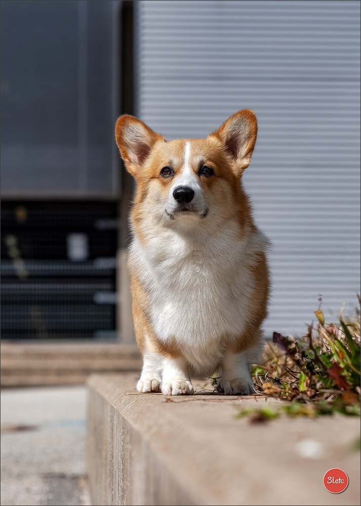 🇱🇺 LUXEMBOURG 🇱🇺 International Dog Show 🇱🇺 30/08 - 31/08/2025. Photographe à Strasbourg | Portraits, Studio, Enfants, Événements
