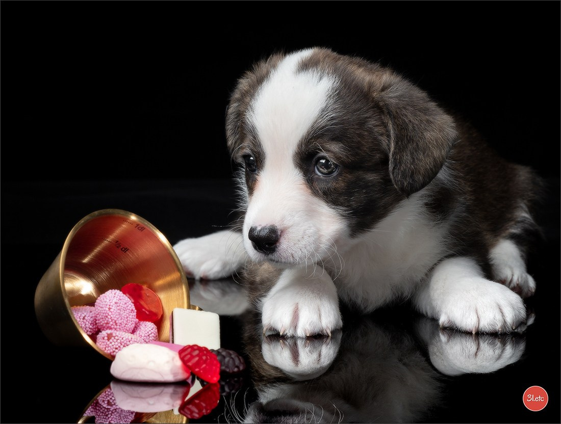 Photographie animalière. Photographe à Strasbourg | Portraits, Studio, Enfants, Événements