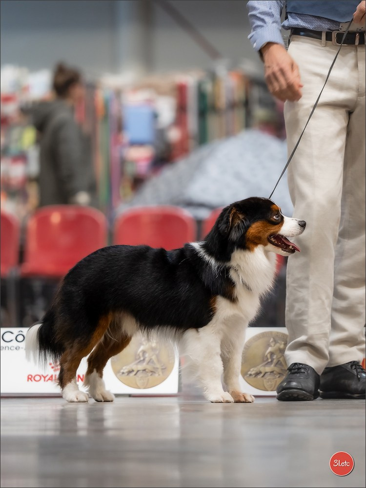 Expo canine 🇫🇷 Martigues  19-20/04/2025. Photographe à Strasbourg | Portraits, Studio, Enfants, Événements