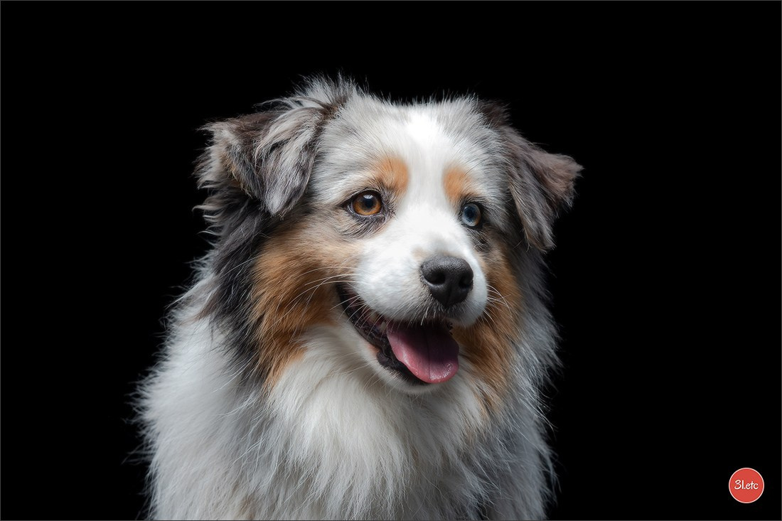 Domaine de la patte blanche. Photographe à Strasbourg | Portraits, Studio, Enfants, Événements