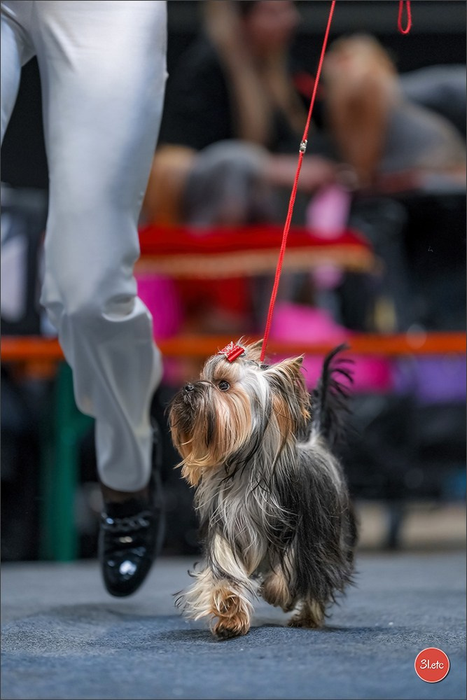 🇱🇺 LUXEMBOURG 🇱🇺 International Dog Show 4-5/04/2026. Photographe à Strasbourg | Portraits, Studio, Enfants, Événements