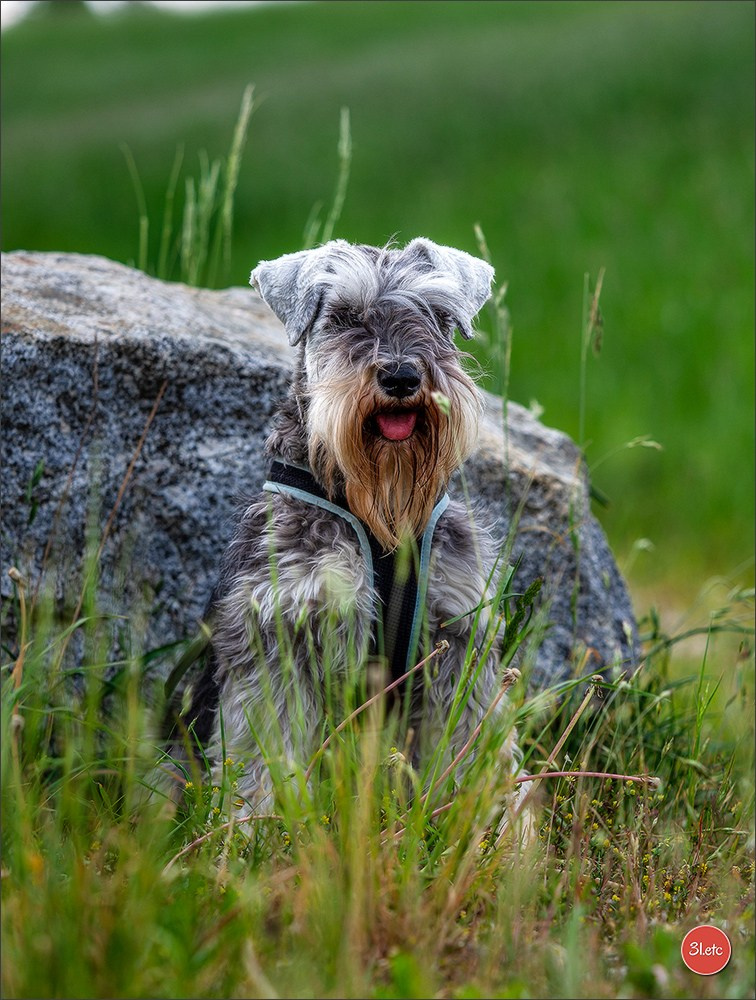 Dog Show Rieden 🇩🇪 16-18/05/2025. Photographe à Strasbourg | Portraits, Studio, Enfants, Événements