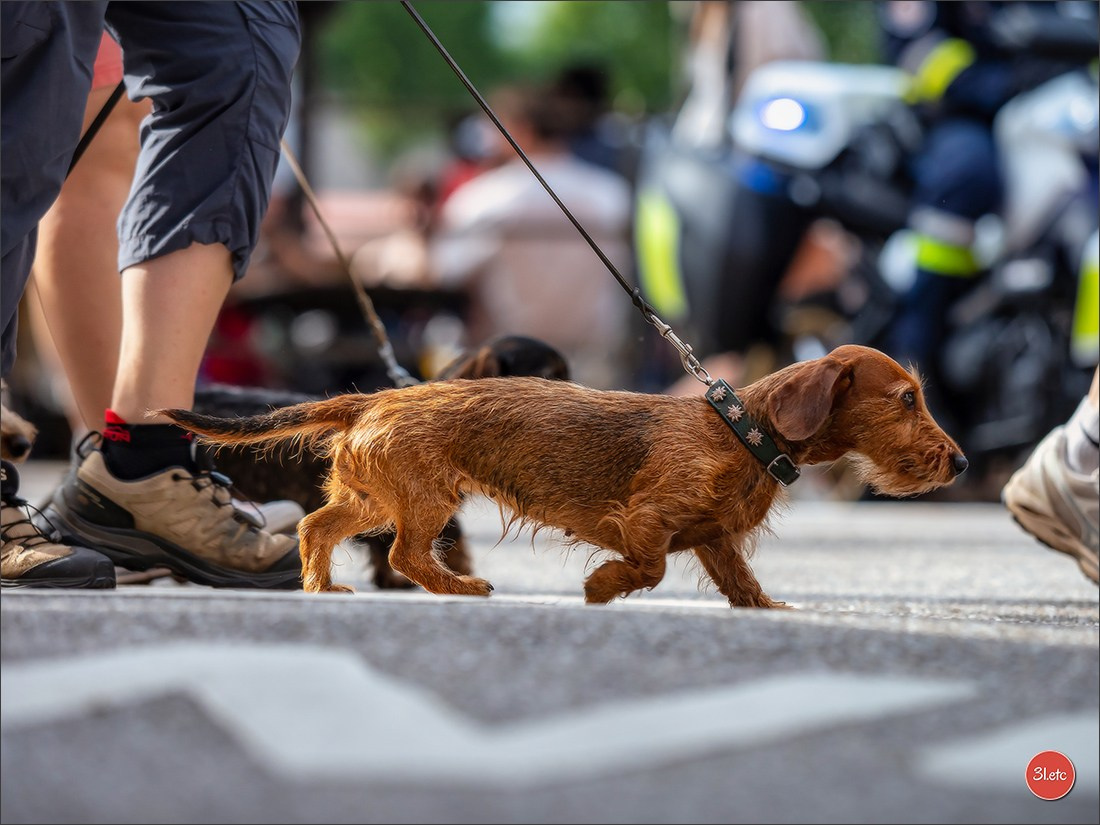 Teckels Parade Strasbourgeoise  Vous pouvez voir le galerie de photos. Photographe à Strasbourg | Portraits, Studio, Enfants, Événements