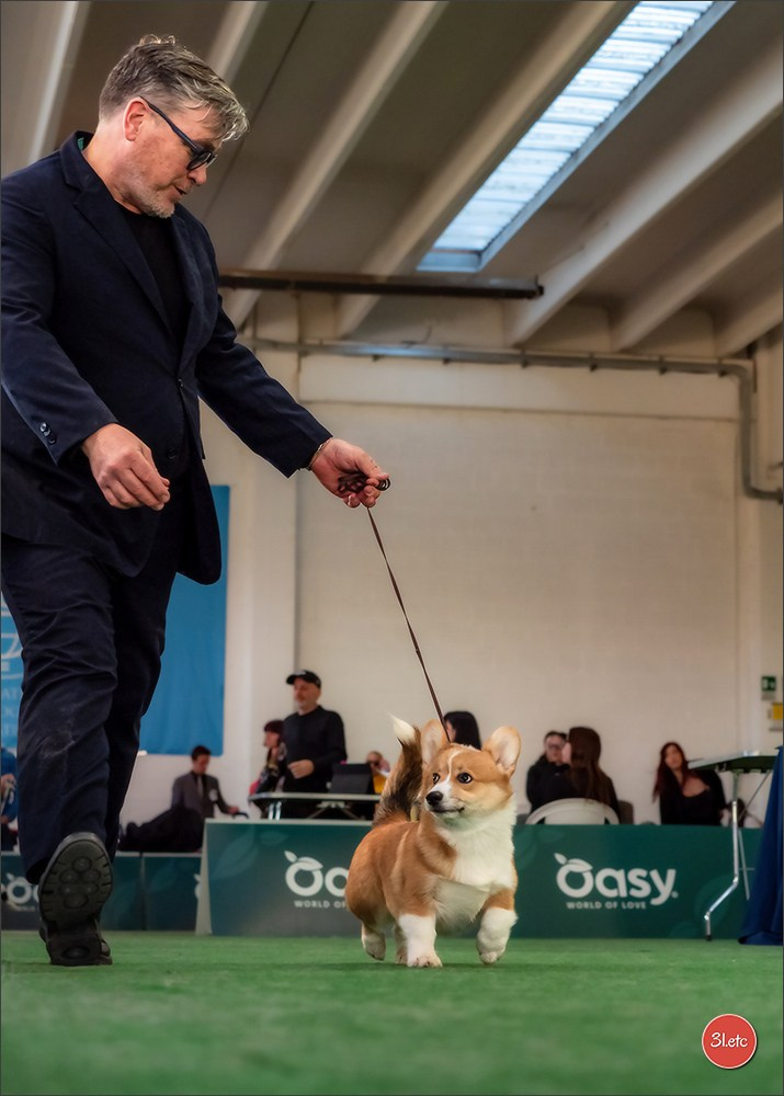 Dog Show  🇮🇹  San Marino. Photographe à Strasbourg | Portraits, Studio, Enfants, Événements