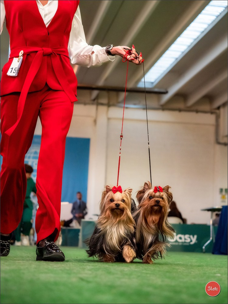 Dog Show  🇮🇹  San Marino. Photographe à Strasbourg | Portraits, Studio, Enfants, Événements