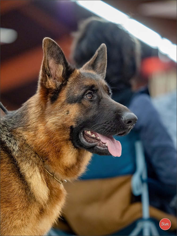 🇫🇷  Perpignan Dog Show  🇫🇷  Expo canine  17-18/01/2026. Photographe à Strasbourg | Portraits, Studio, Enfants, Événements