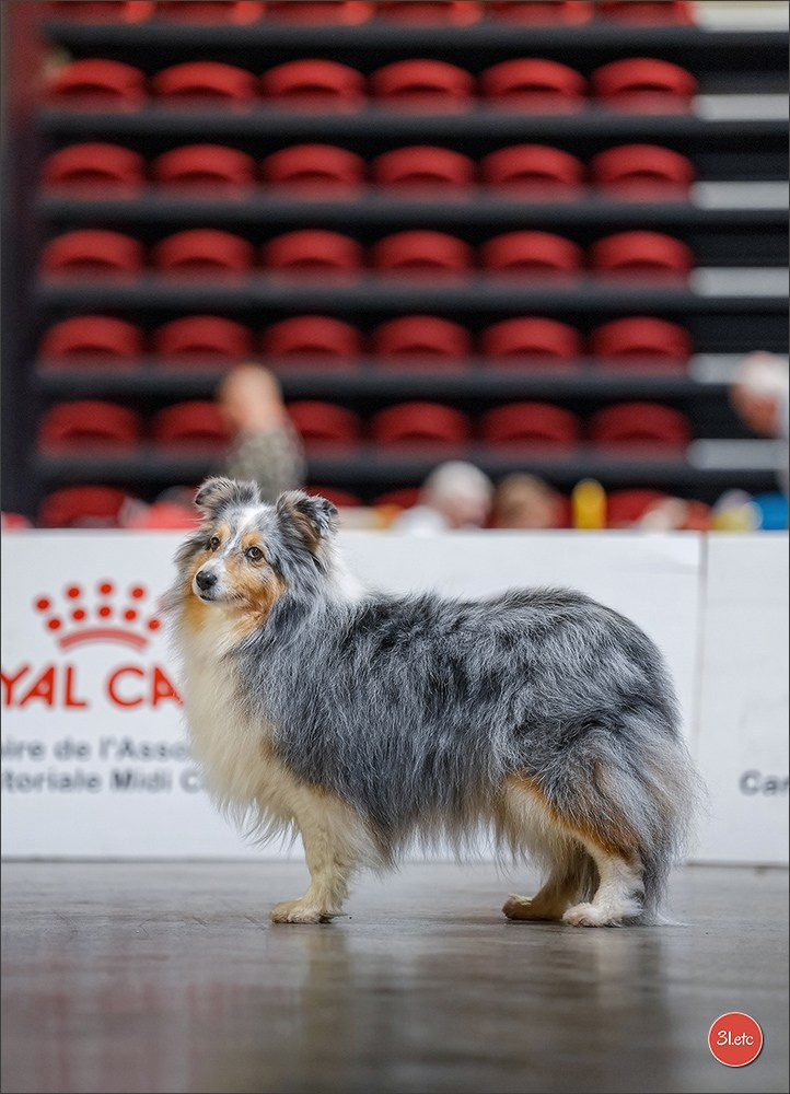 Expo canine 🇫🇷 Martigues 18-19/04/2026