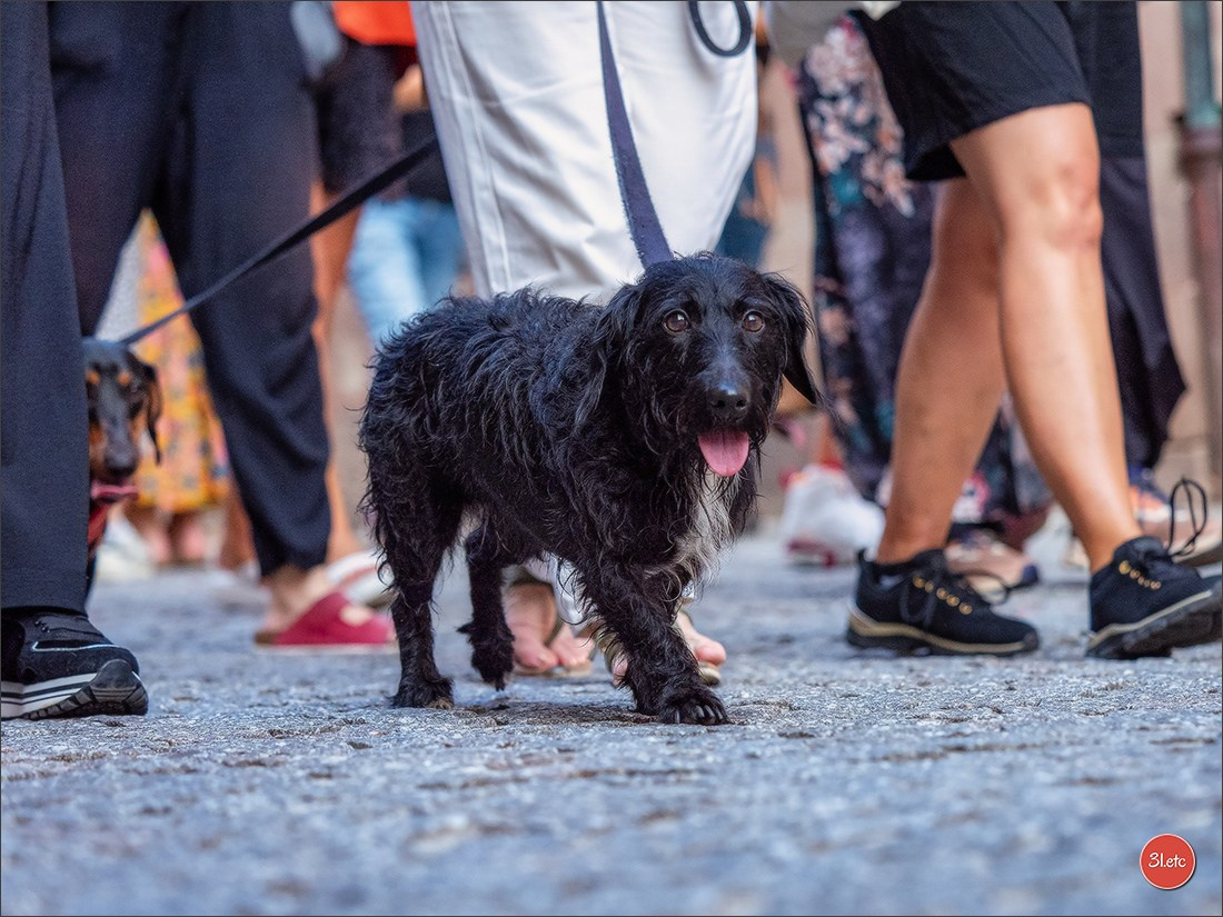 Teckels Parade Strasbourgeoise  Vous pouvez voir le galerie de photos. Photographe à Strasbourg | Portraits, Studio, Enfants, Événements