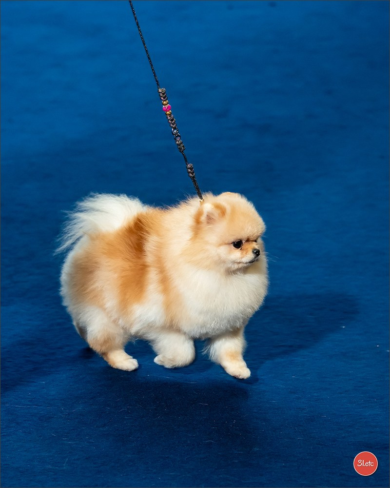 Expositions canines des 6 & 7 avril 2024 NDS Mulhouse, France. Photographe à Strasbourg | Portraits, Studio, Enfants, Événements