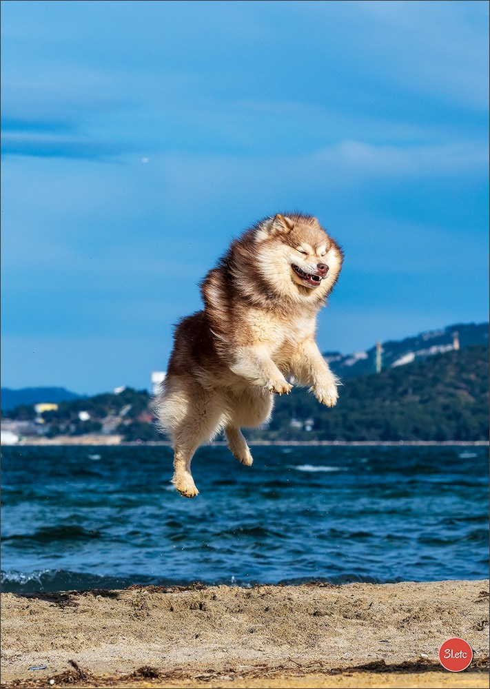 Expo canine 🇫🇷 Martigues  19-20/04/2025. Photographe à Strasbourg | Portraits, Studio, Enfants, Événements