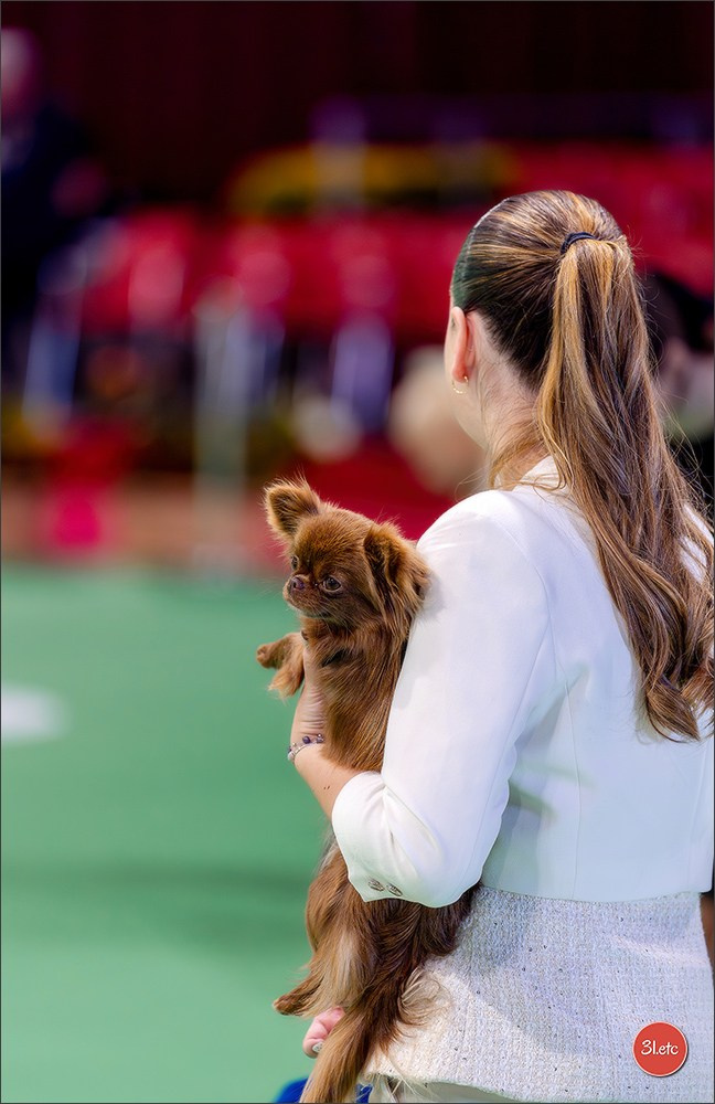 Expo canine 🇲🇨 Monaco 9-10/05/2026. Photographe à Strasbourg | Les animaux, Portraits, Studio, Événements