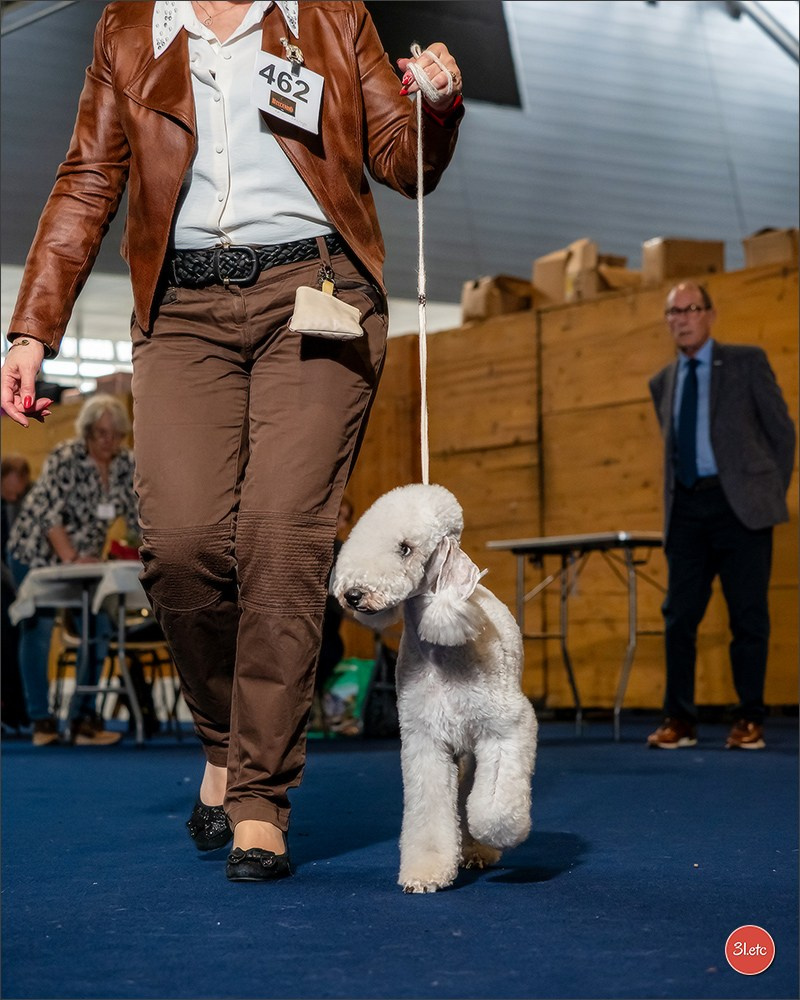 Expositions canines des 6 & 7 avril 2024 NDS Mulhouse, France. Photographe à Strasbourg | Portraits, Studio, Enfants, Événements