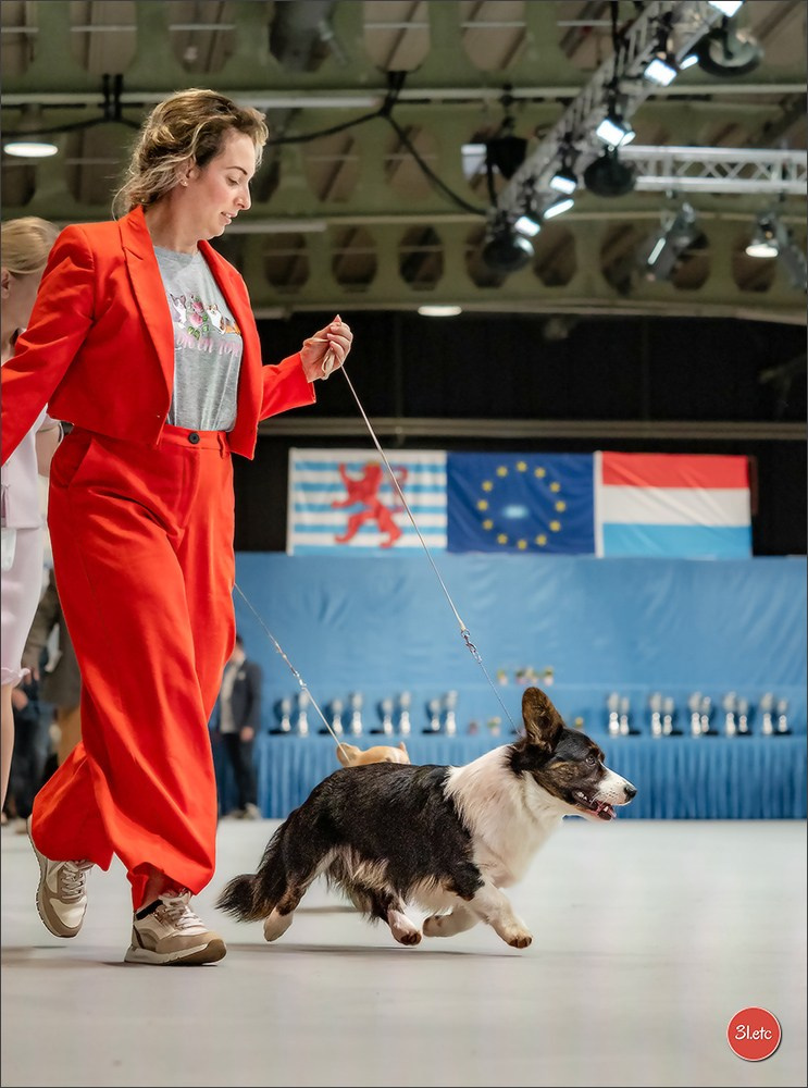 🇱🇺 LUXEMBOURG 🇱🇺 International Dog Show 🇱🇺 30/08 - 31/08/2025. Photographe à Strasbourg | Portraits, Studio, Enfants, Événements